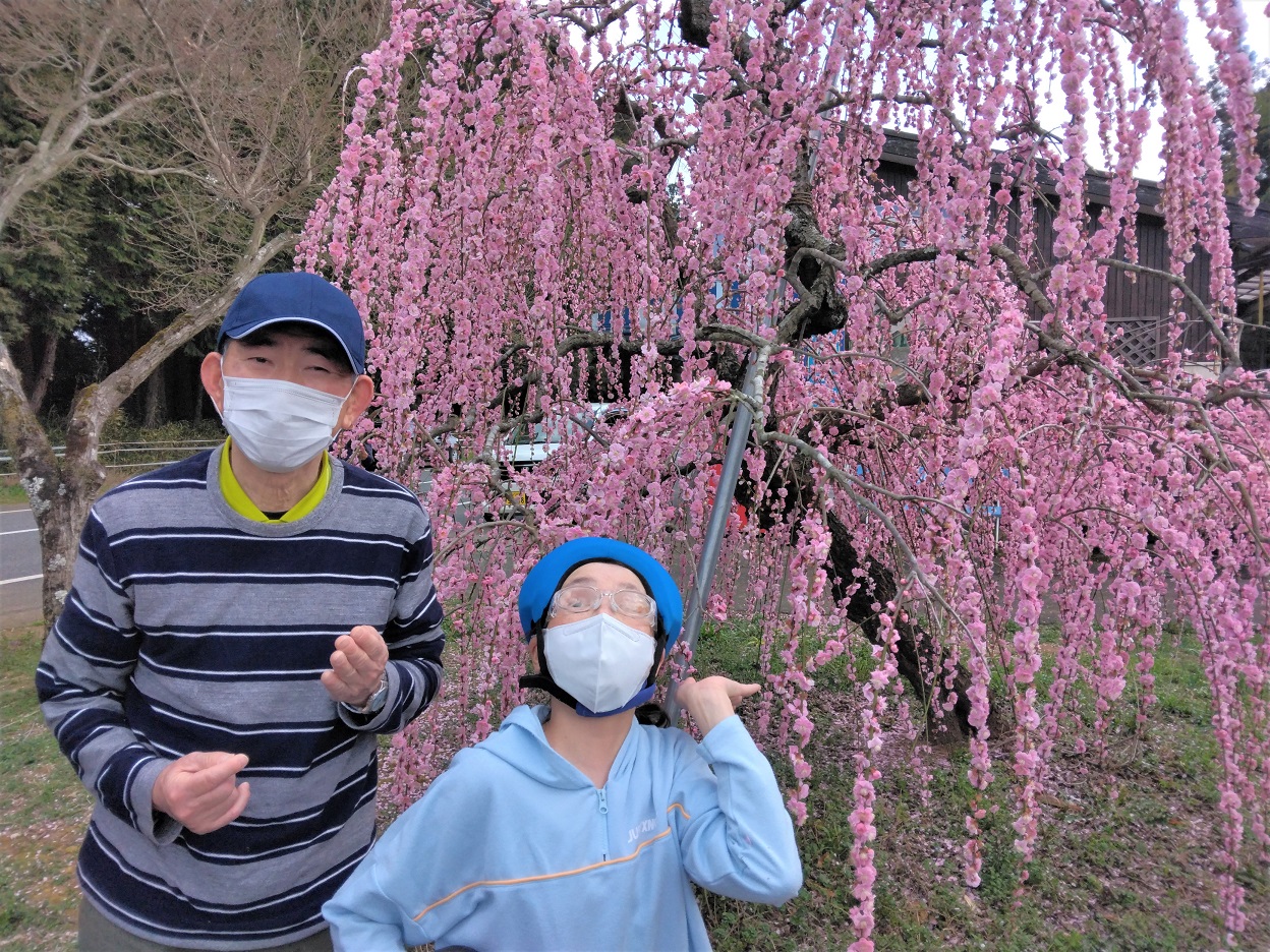 慈悲観音のしだれ桜